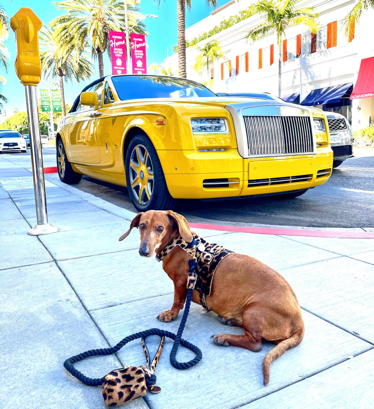 PoisePup - LEASH - WILDEST ONE