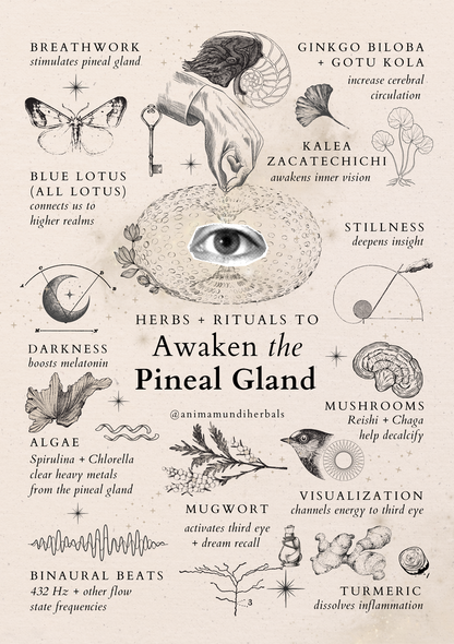 Herbs and Rituals to Awaken The Pineal Gland