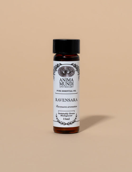 RAVENSARA Essential Oil | Sustainably Cultivated