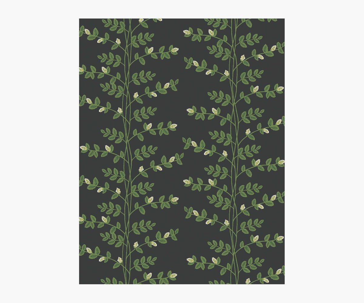 Climbing Vines Wallpaper Sample - Black
