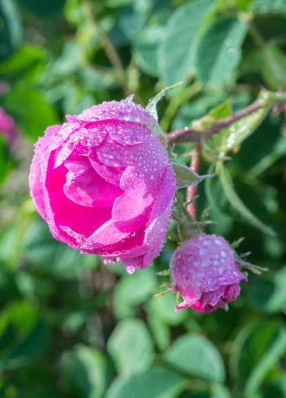 Pink rosebuds with water droplets on a green leafy background