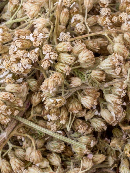 Yarrow Leaf and Flower, Organic 4 oz BULK BAG